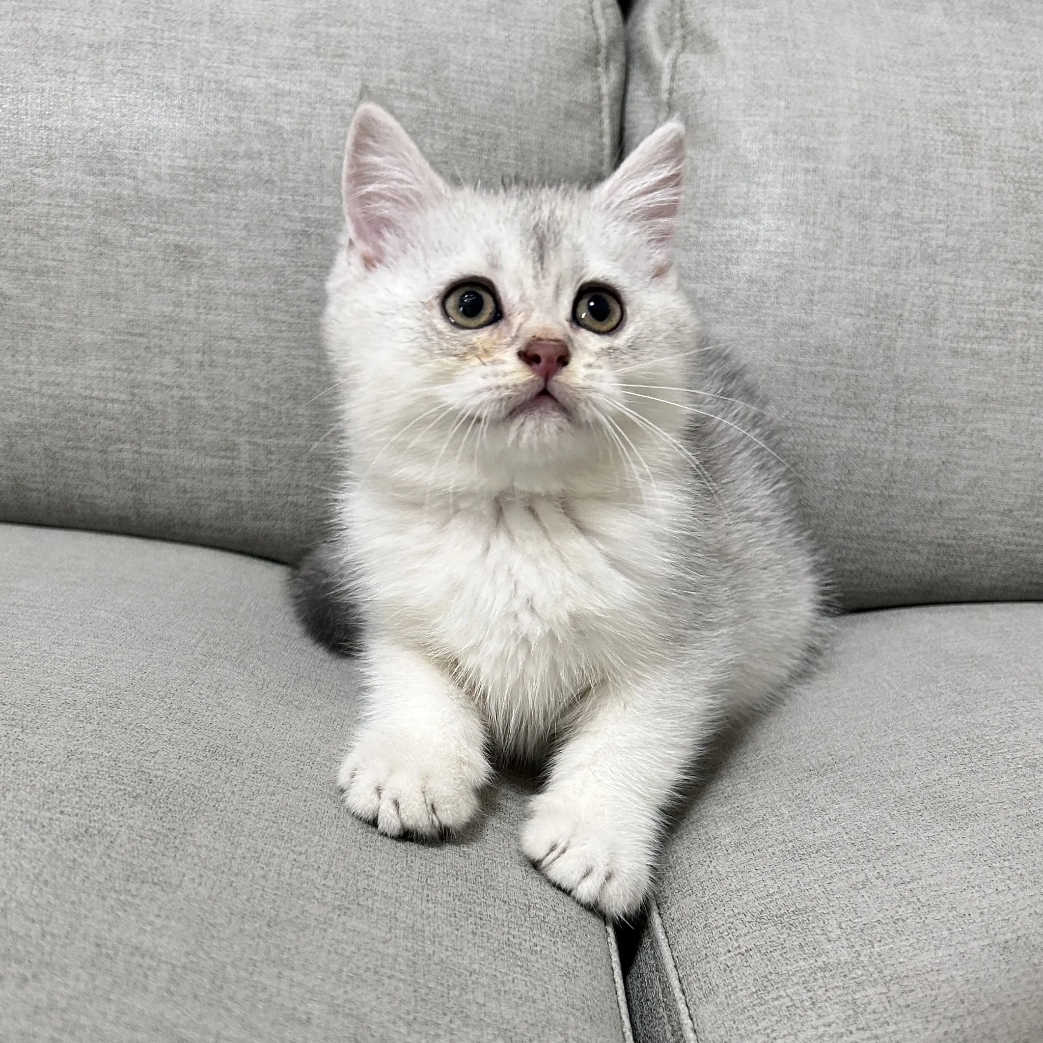 銀漸層英短弟弟