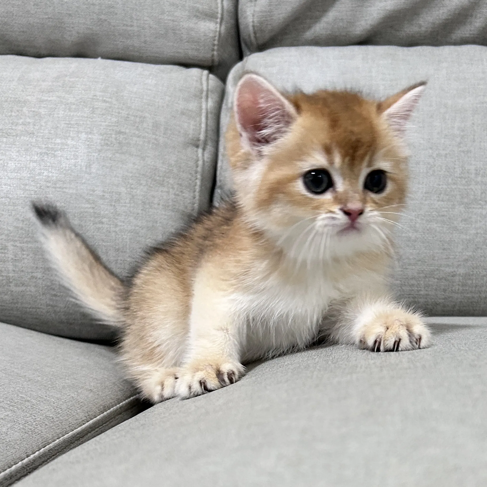 金漸層英短妹妹