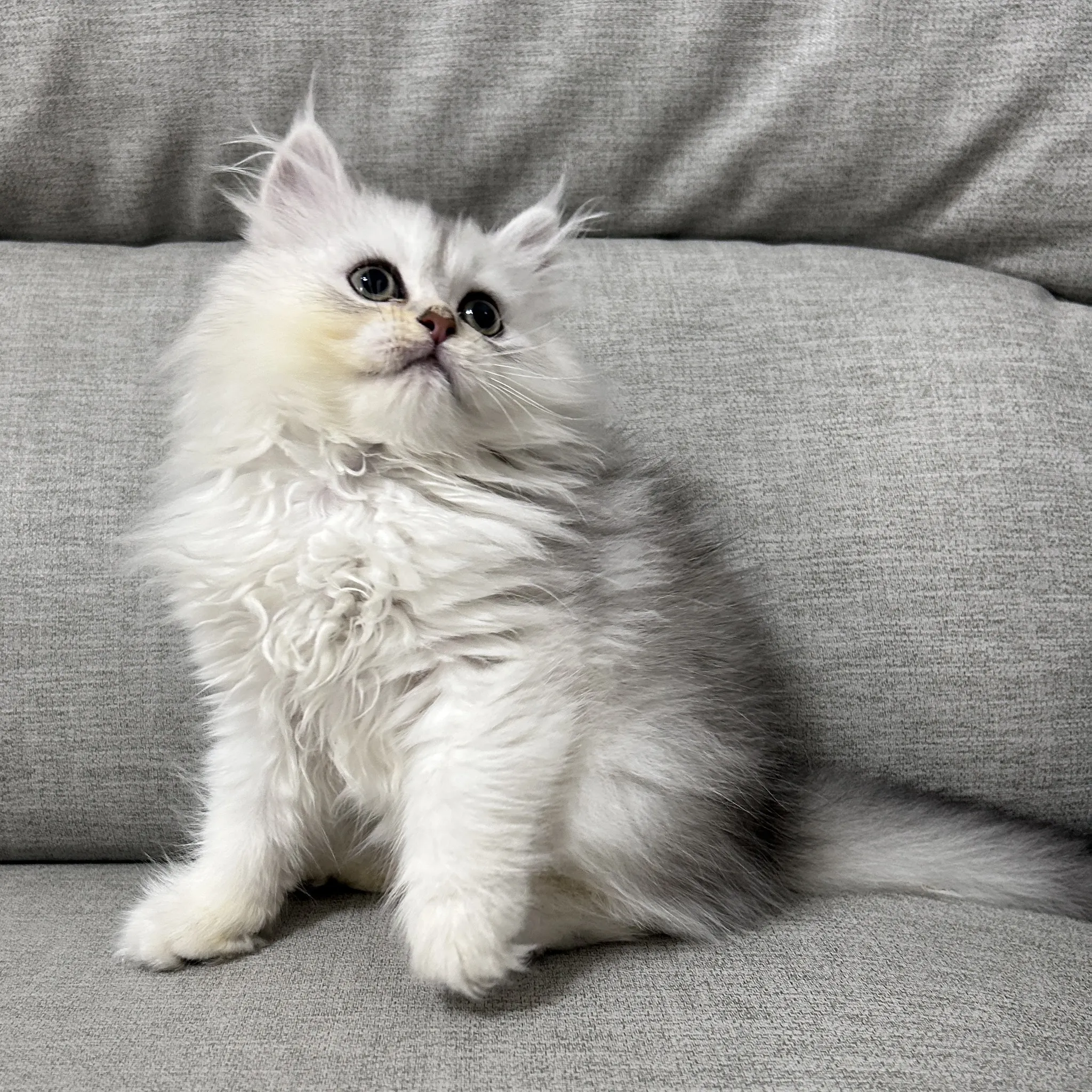 銀漸層英長弟弟