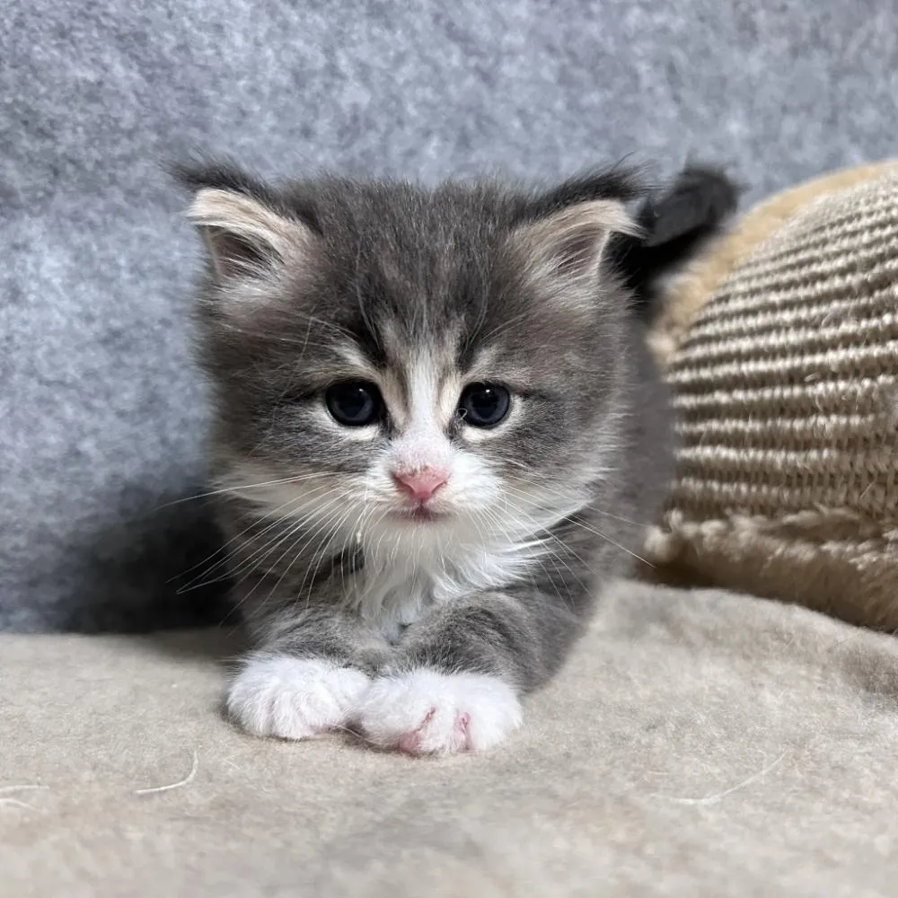 挪威森林貓好照顧嗎？