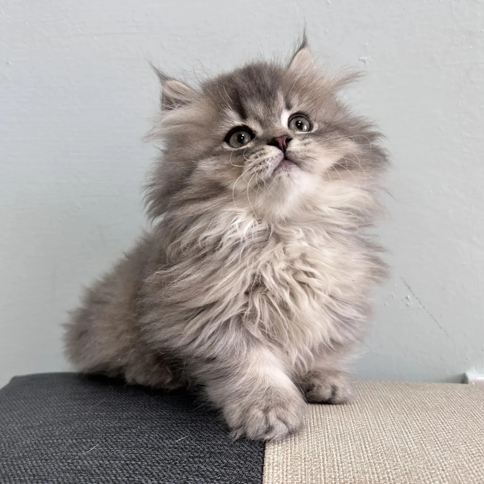 小步舞曲貓的特色是什麼？