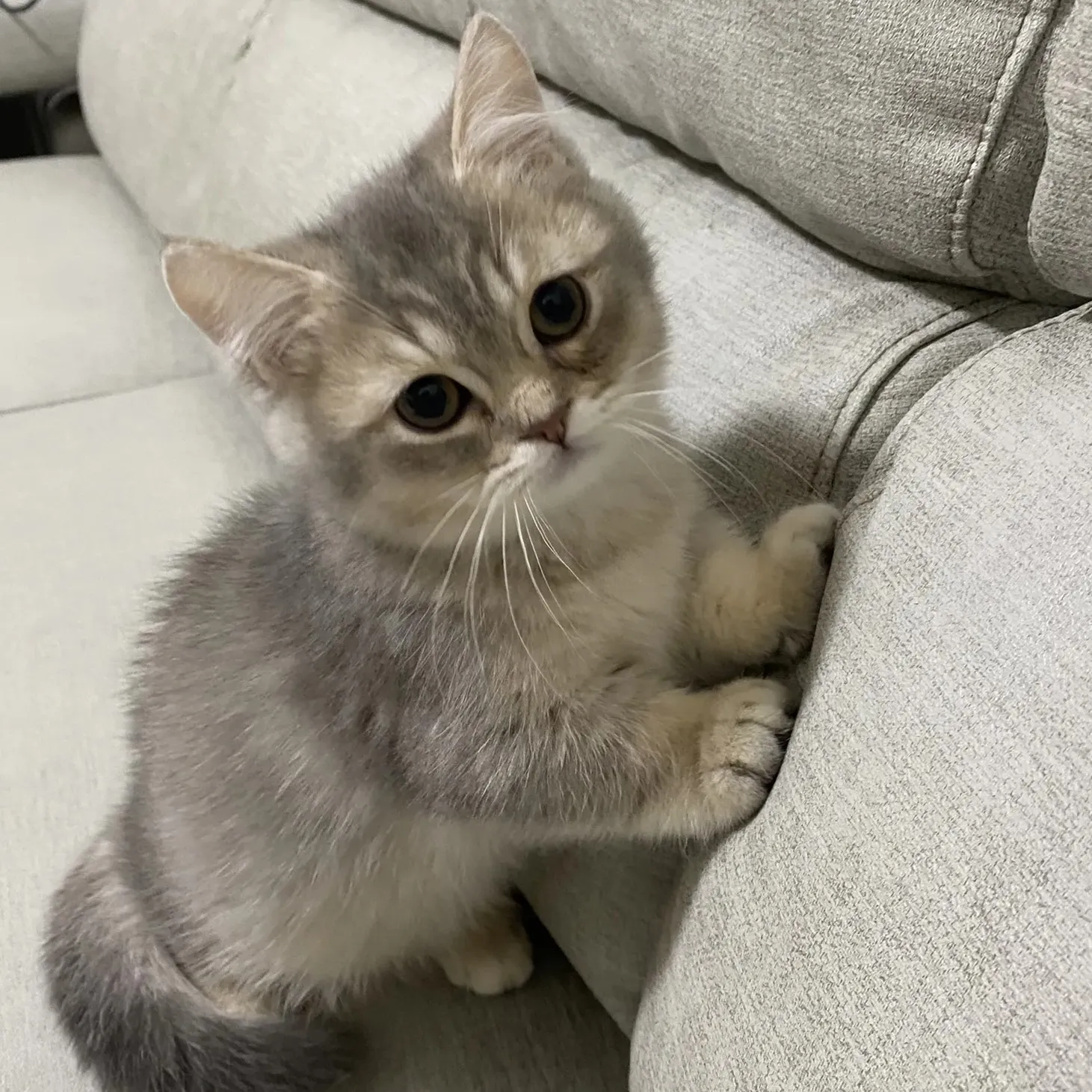 曼赤肯貓適合新手嗎？