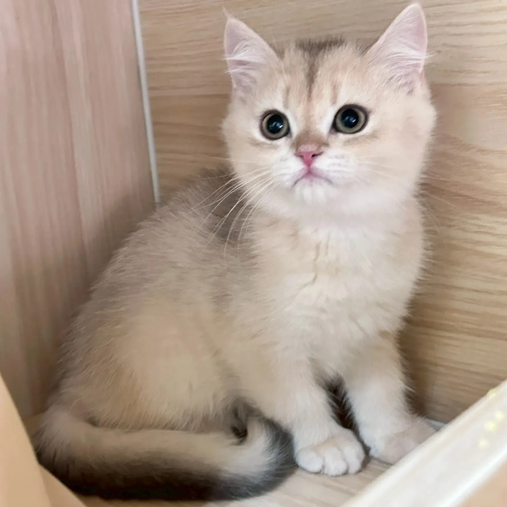 英國短毛貓好養嗎？