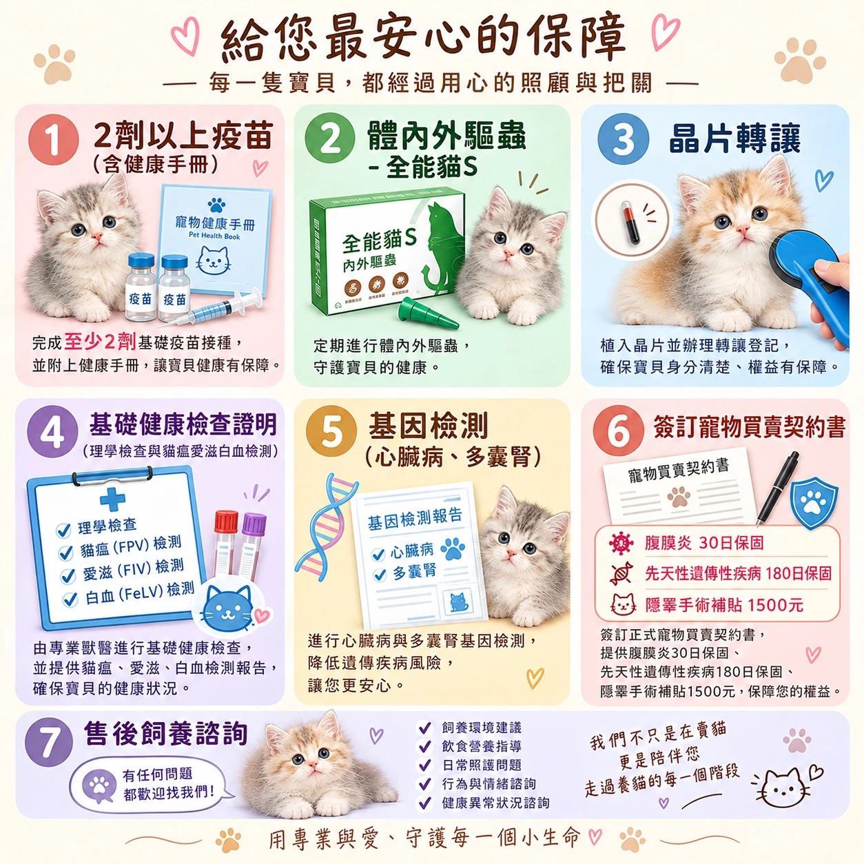 幼貓帶回家前會有哪些照護與保障？從疫苗、驅蟲到接貓等待一次看懂 - 英短貓舍推薦｜台中曼赤肯貓舍