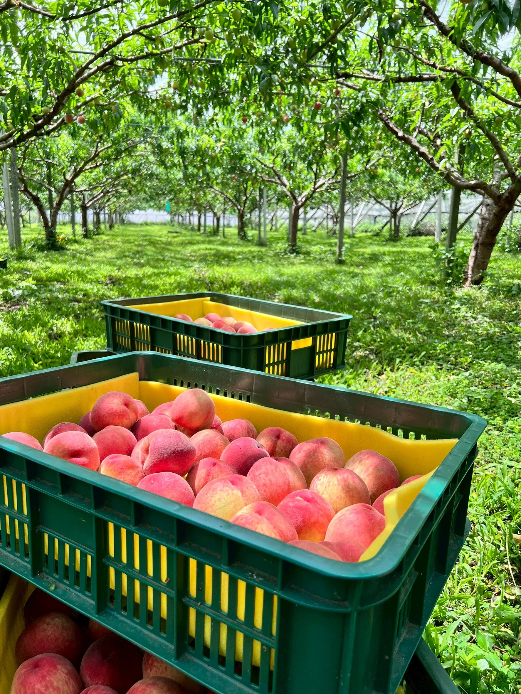 水蜜桃該怎麼保存？新鮮水蜜桃直送,台中新鮮水蜜桃直送
