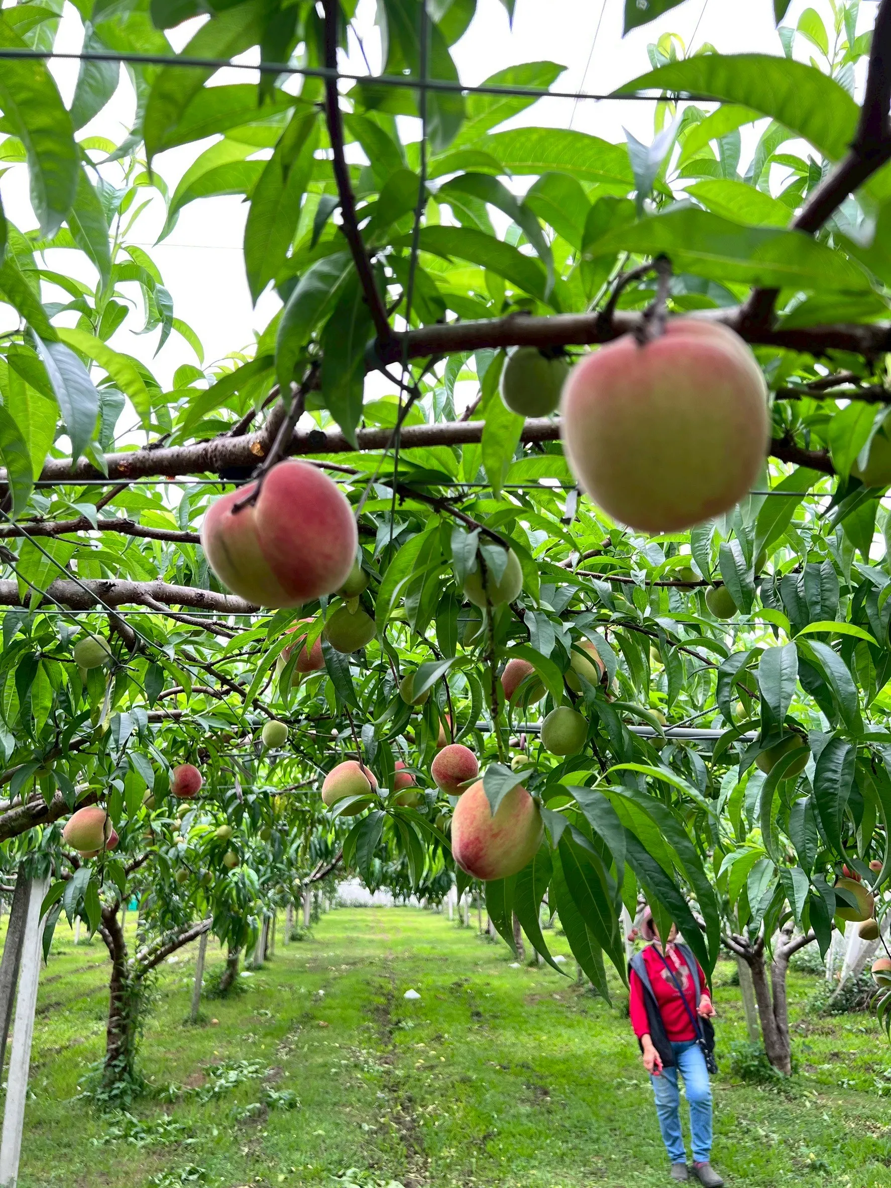 買水蜜桃該看什麼？水蜜桃推薦,台中水蜜桃推薦