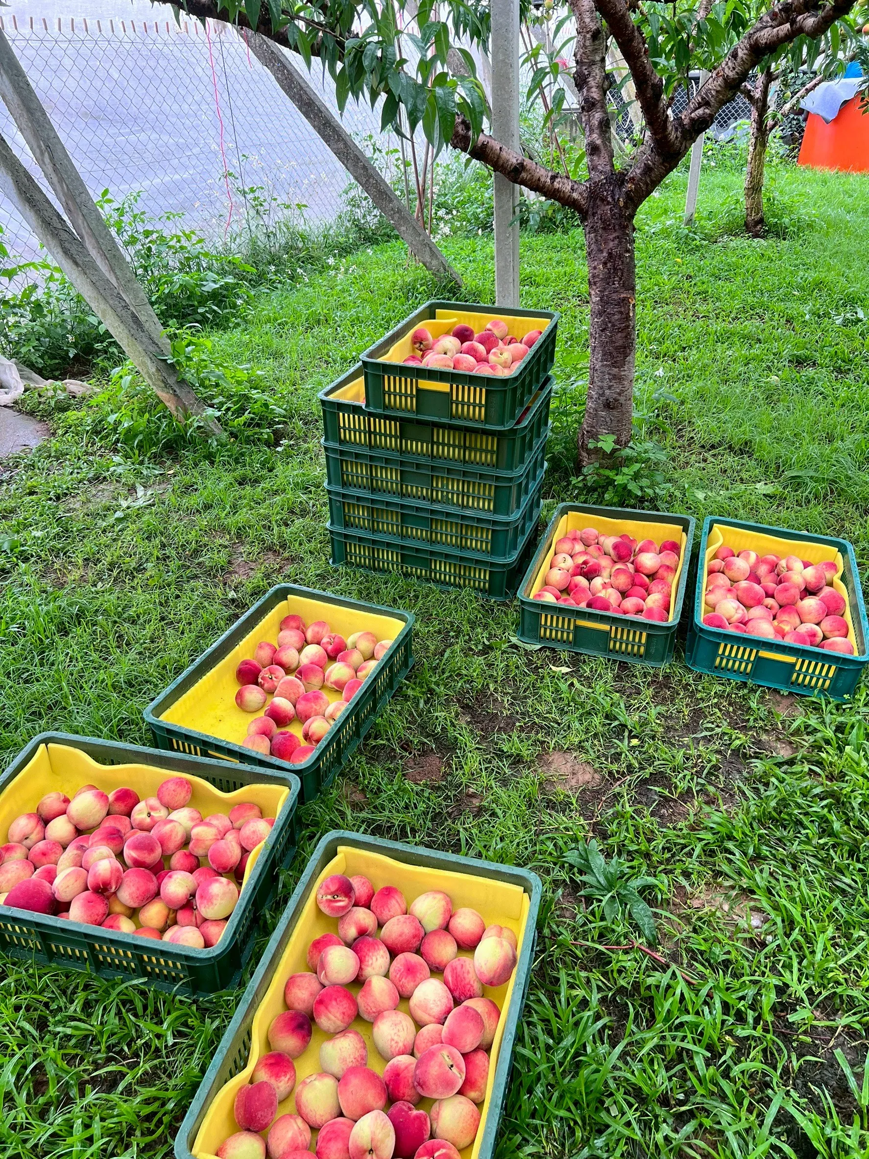 水蜜桃怎麼延長保鮮？水蜜桃訂購,台中水蜜桃訂購