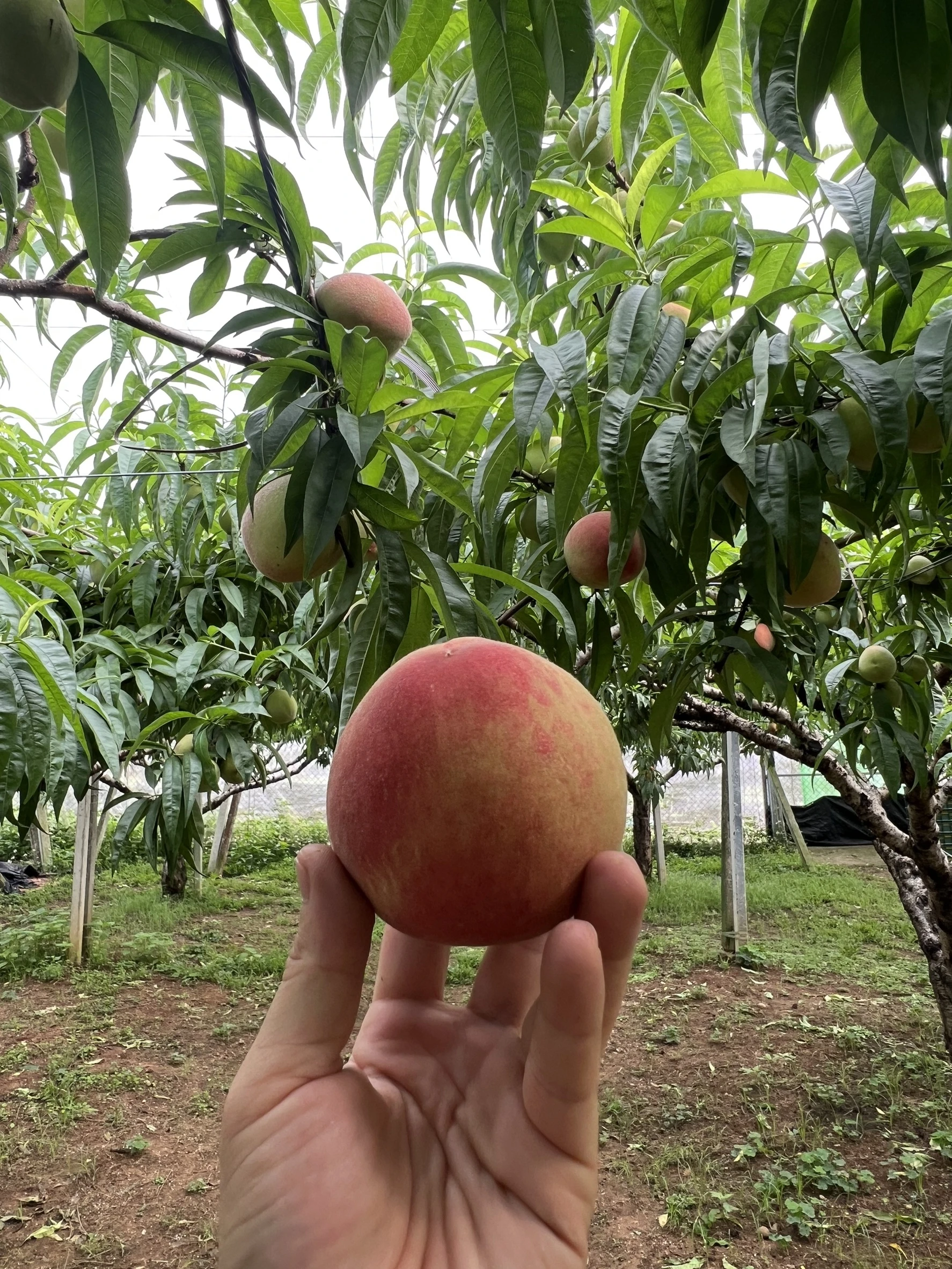 早生水蜜桃為什麼能搶先上市？小農水蜜桃｜產地直送水蜜桃｜新鮮水蜜桃直送｜早生水蜜桃