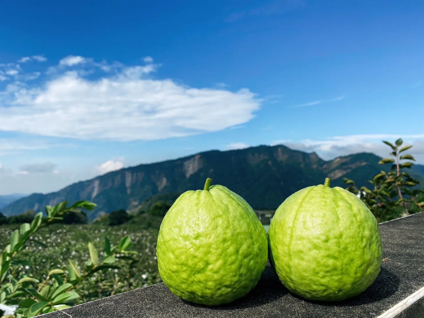 【摩天嶺】高山珍珠芭樂10台斤