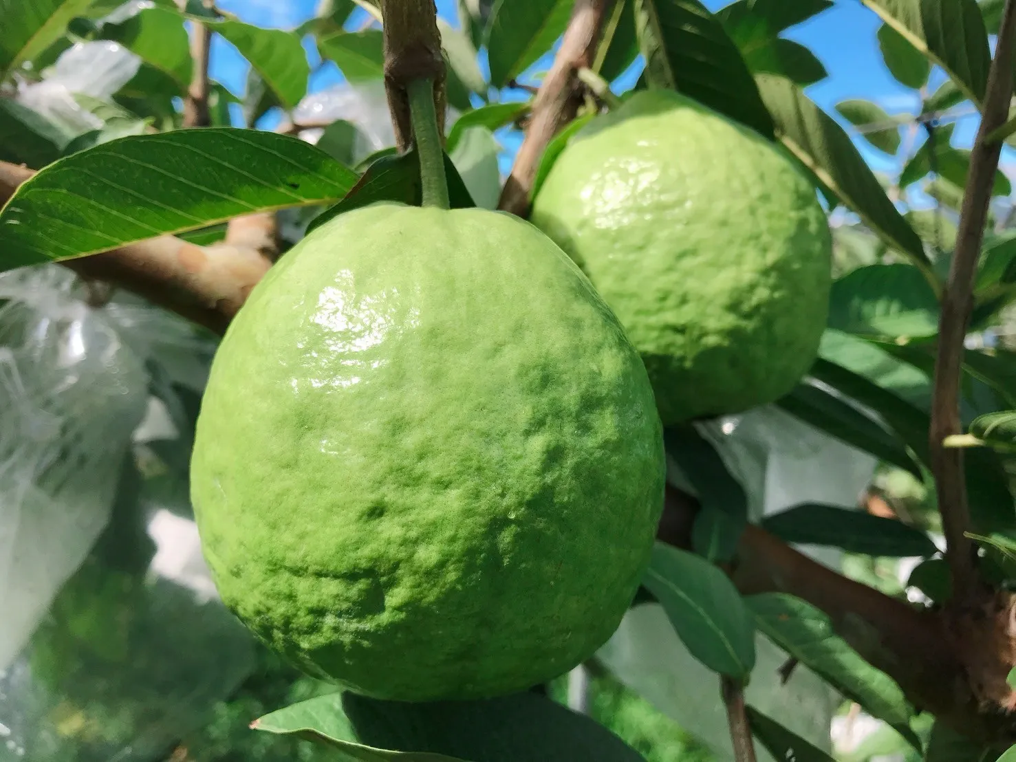 【摩天嶺】高山珍珠芭樂10台斤