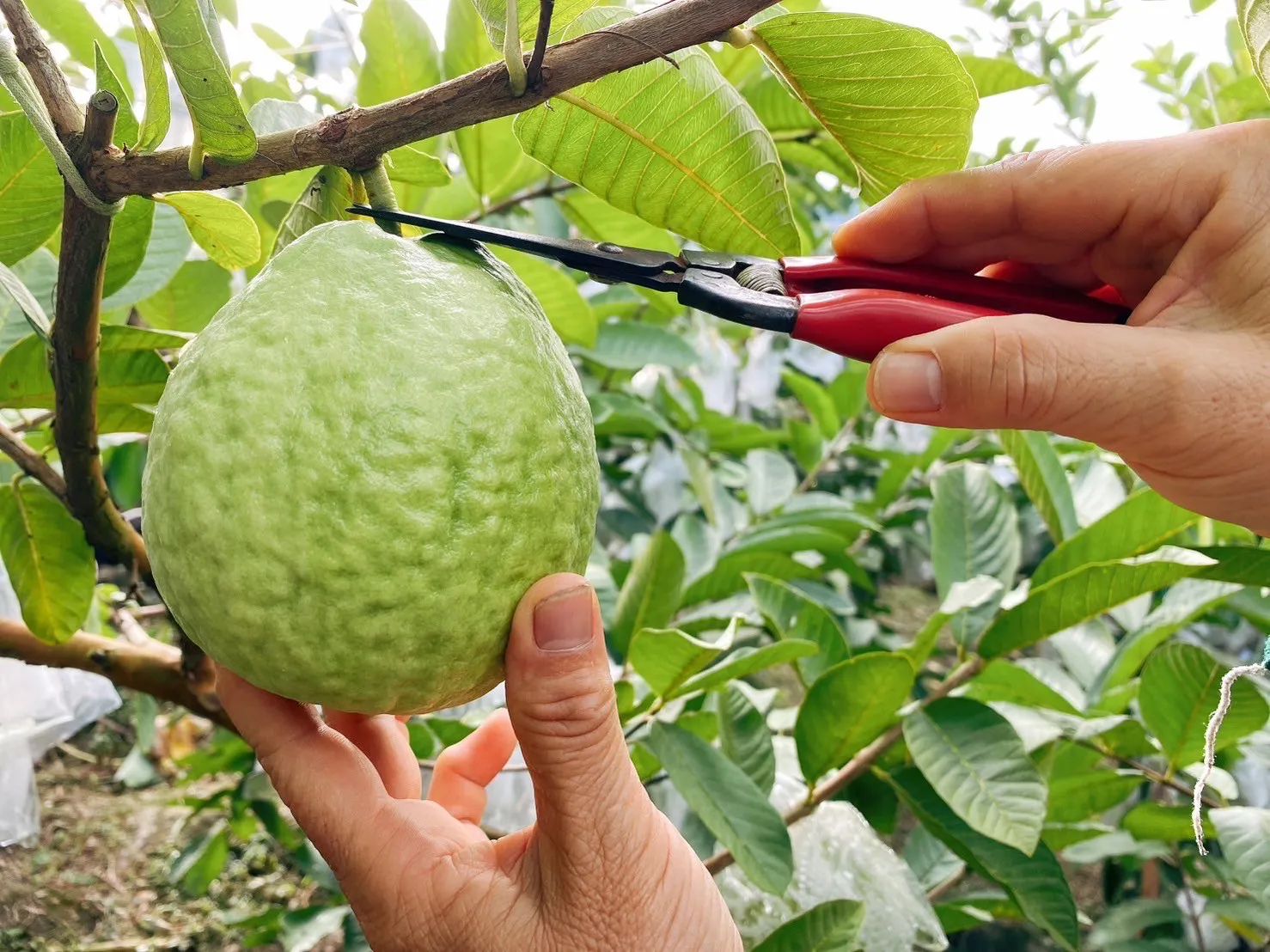 【摩天嶺】高山珍珠芭樂10台斤