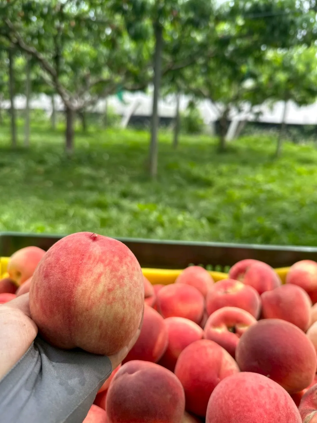 水蜜桃分享箱4A/24顆裝