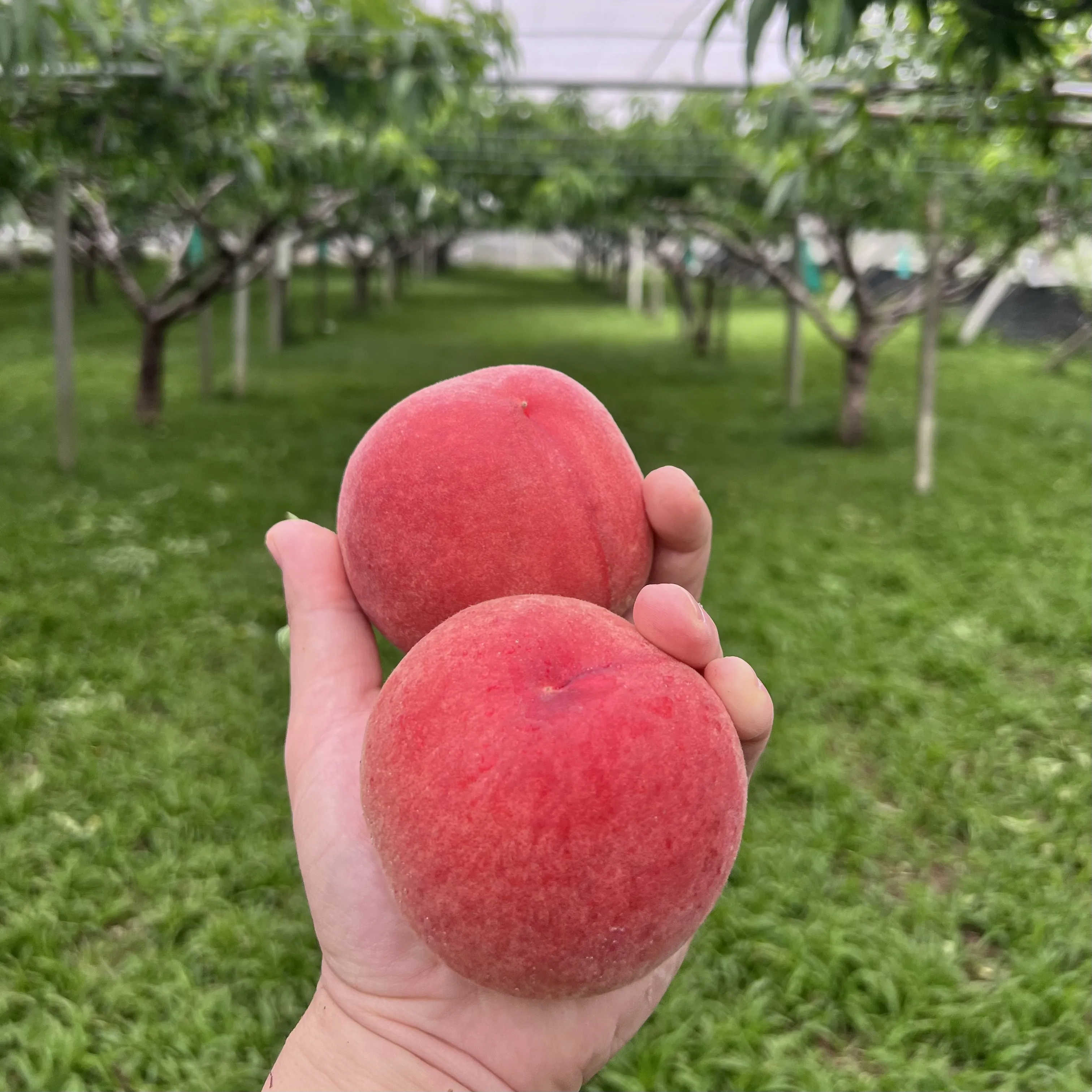 水蜜桃禮盒5A/8顆裝