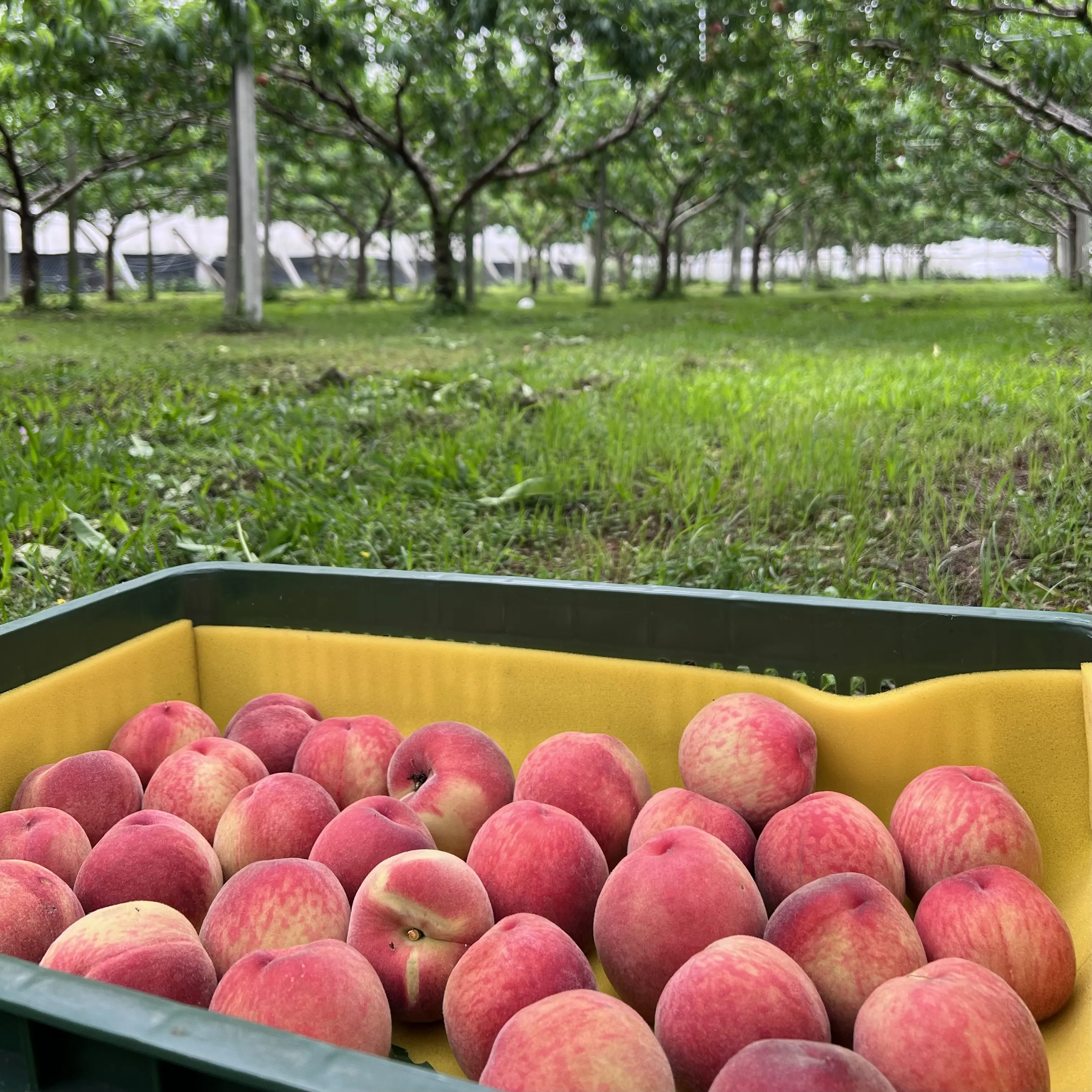 水蜜桃禮盒4A/10顆裝