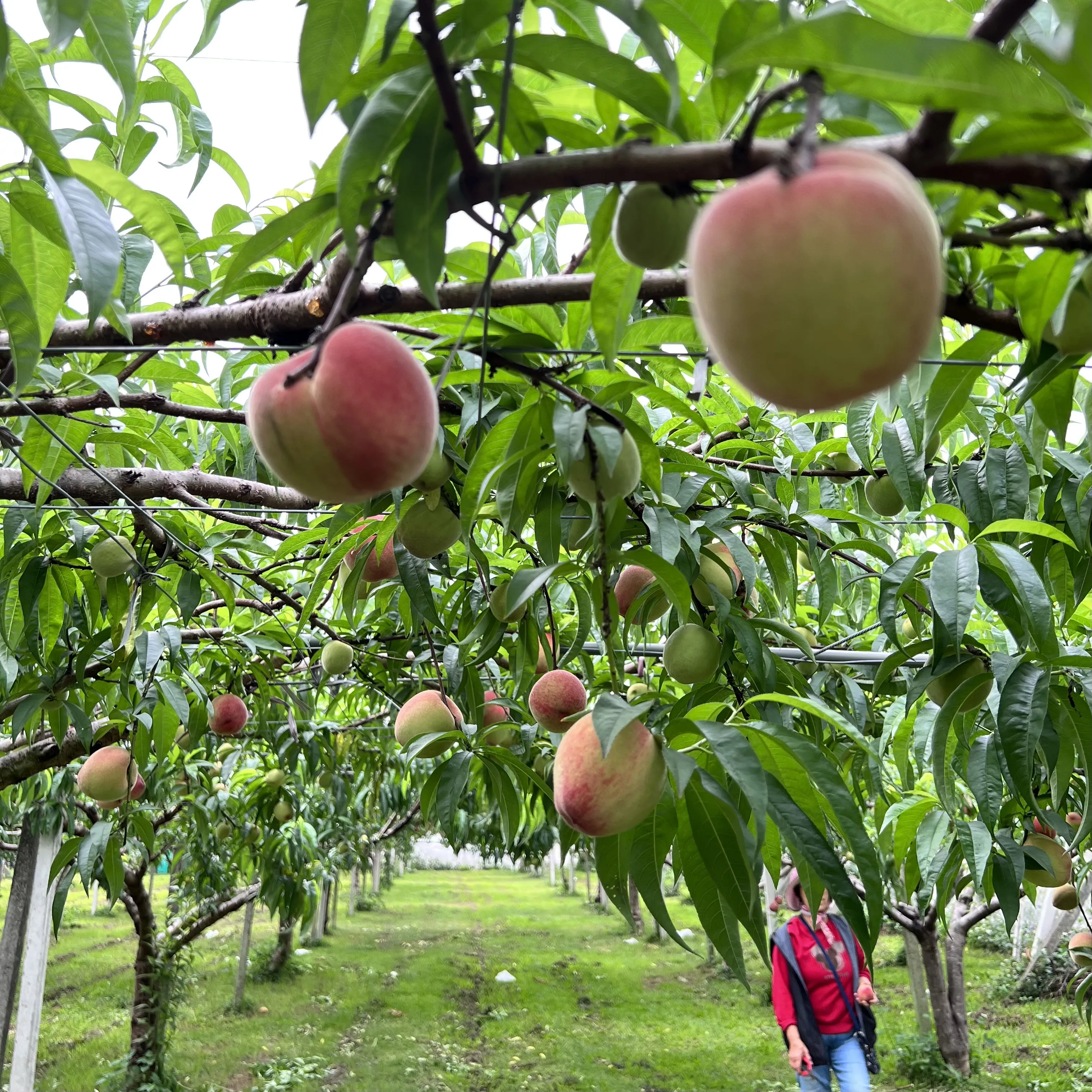 水蜜桃禮盒4A/10顆裝