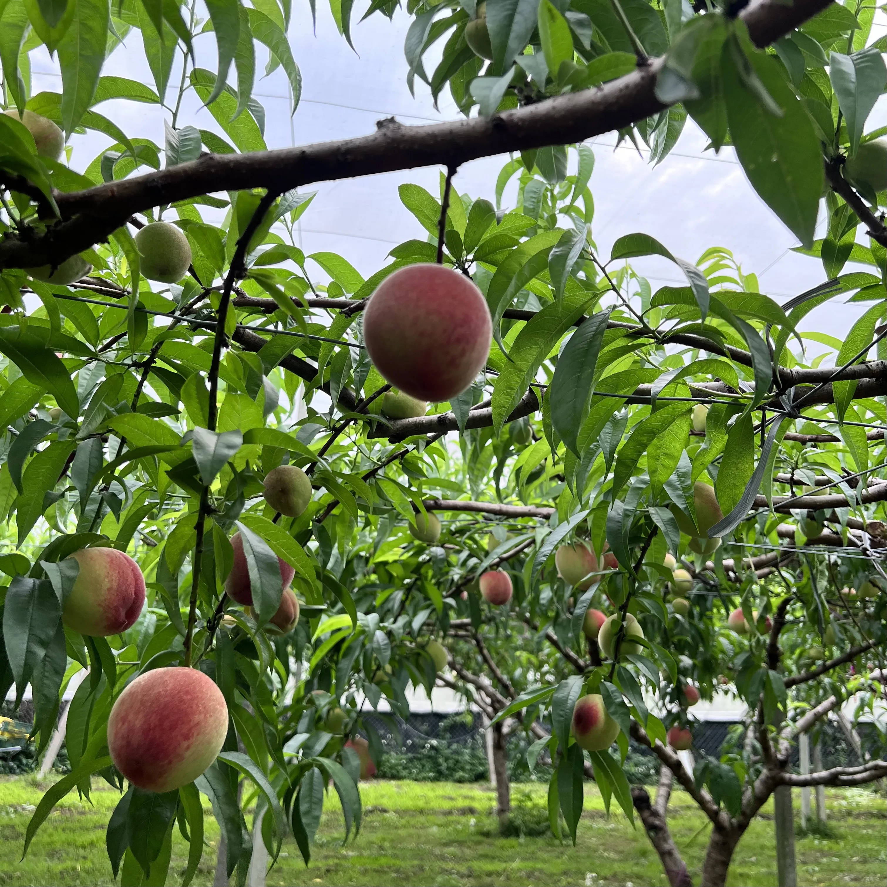 水蜜桃禮盒5A/8顆裝