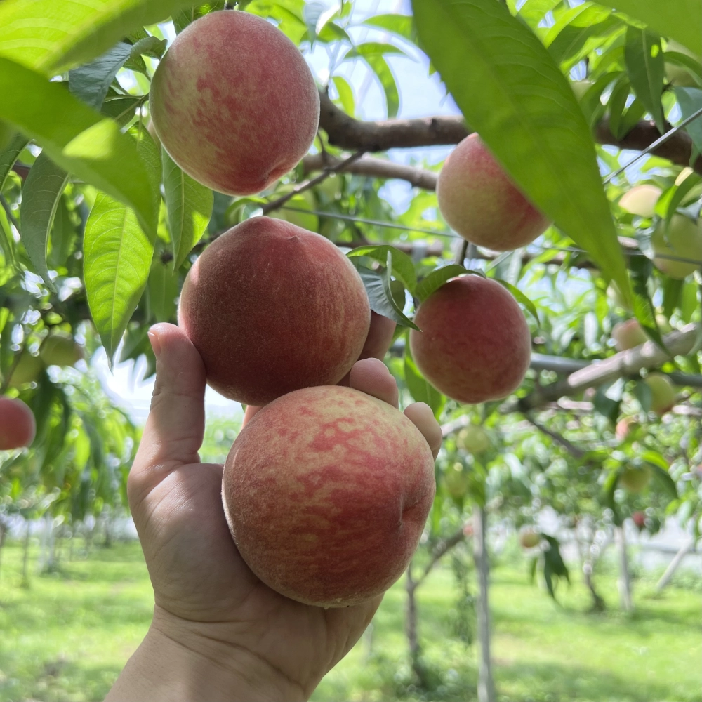 水蜜桃禮盒6A/8顆