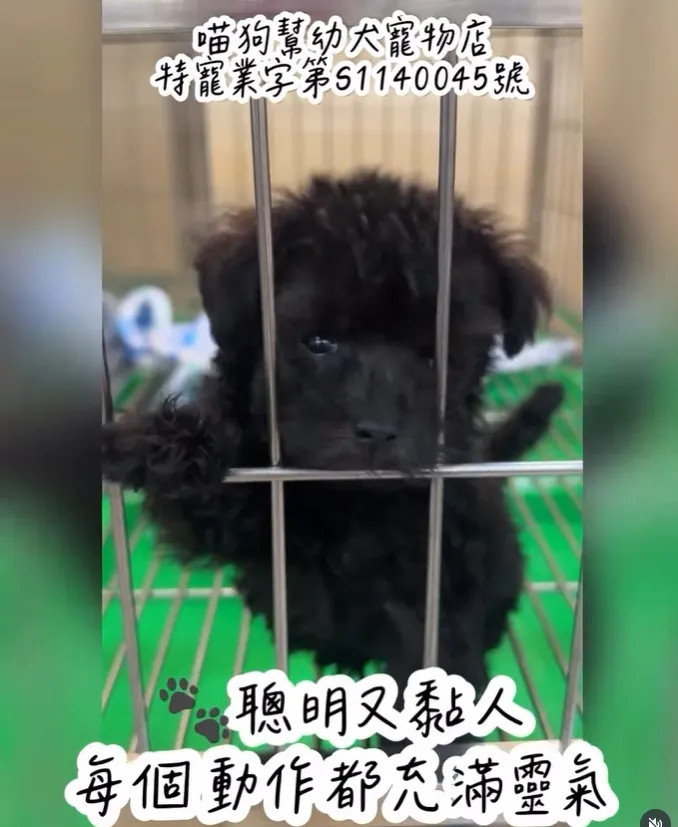 灰貴賓寶寶~黑得發亮~卻藏著灰的神秘氣息