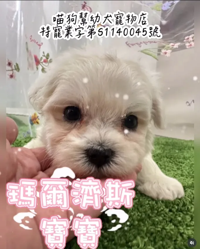 《像雲一樣的精品》? 瑪爾濟斯寶寶 · 純白的奢華