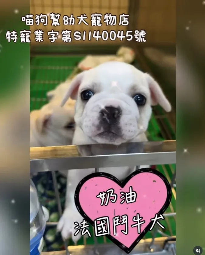 一眼就愛上的小奶油寶寶?