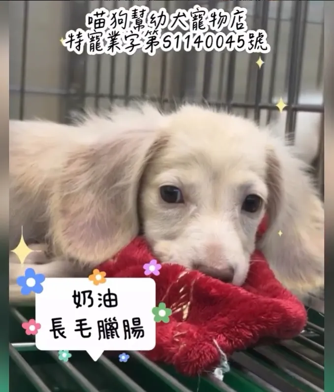 《柔軟的顏色，溫暖的靈魂?》奶油長毛臘腸