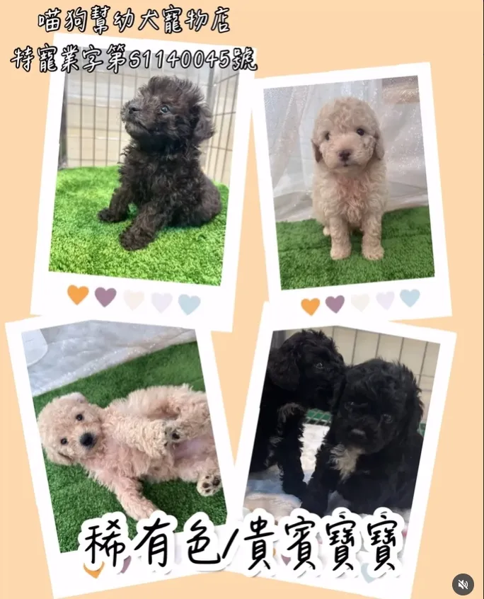 《稀有色貴賓，一次心動三種風格?✨》