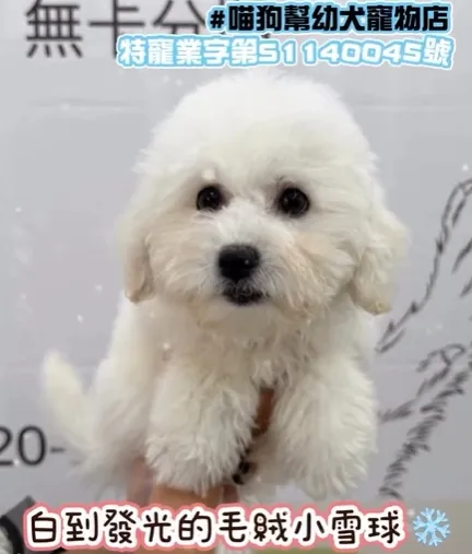 小小棉花糖，融化你的心