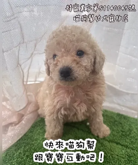 溫柔系小太陽 / 杏色貴賓犬