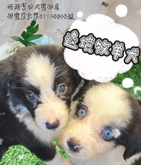 一黑一白，一深一藍 顏值爆表的邊境雙寶登場