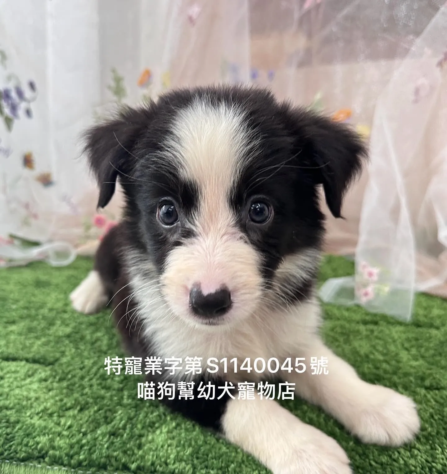 黑白經典 × 藍眼稀有