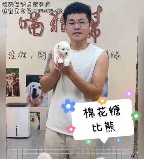 一團會動的棉花糖登場！比熊寶寶走到哪都在發光