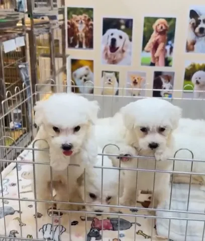 軟綿綿的幸福，化成一隻狗的樣子