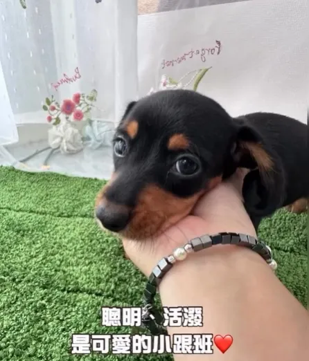 黑亮毛色 × 四目眉/黑四目臘腸