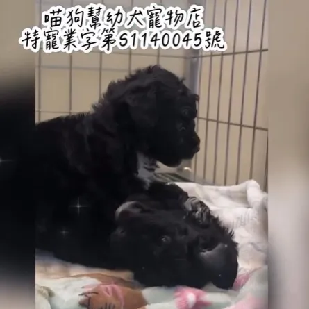 《全身黑到發亮，閃著高級光澤》