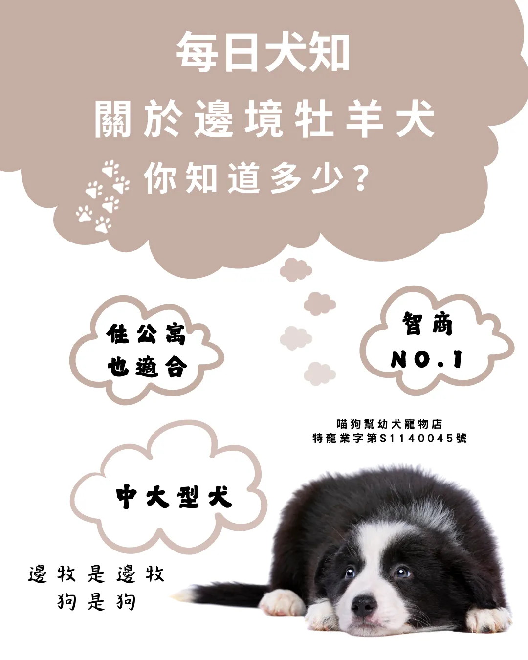 每日犬知/邊境牧羊犬