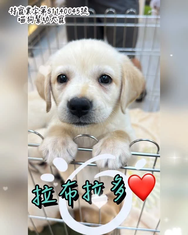 《布拉多  穩定、親人、又充滿陽光感。》