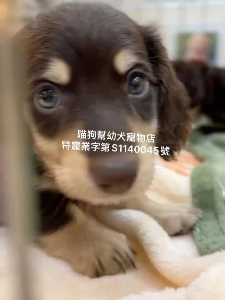 巧奶長毛臘腸