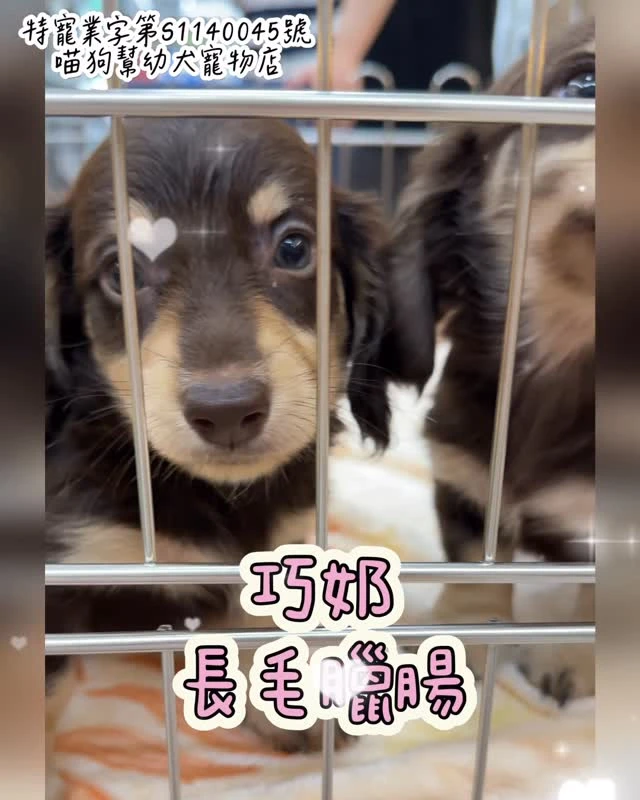長毛臘腸｜日常陪伴感很高的小可愛