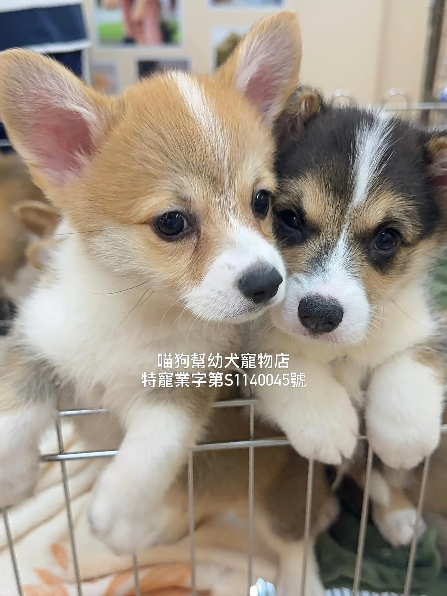 同樣是柯基， 配色帶出不同風格。