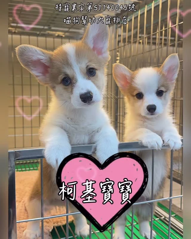 柯基寶寶｜顏值與快樂同時在線