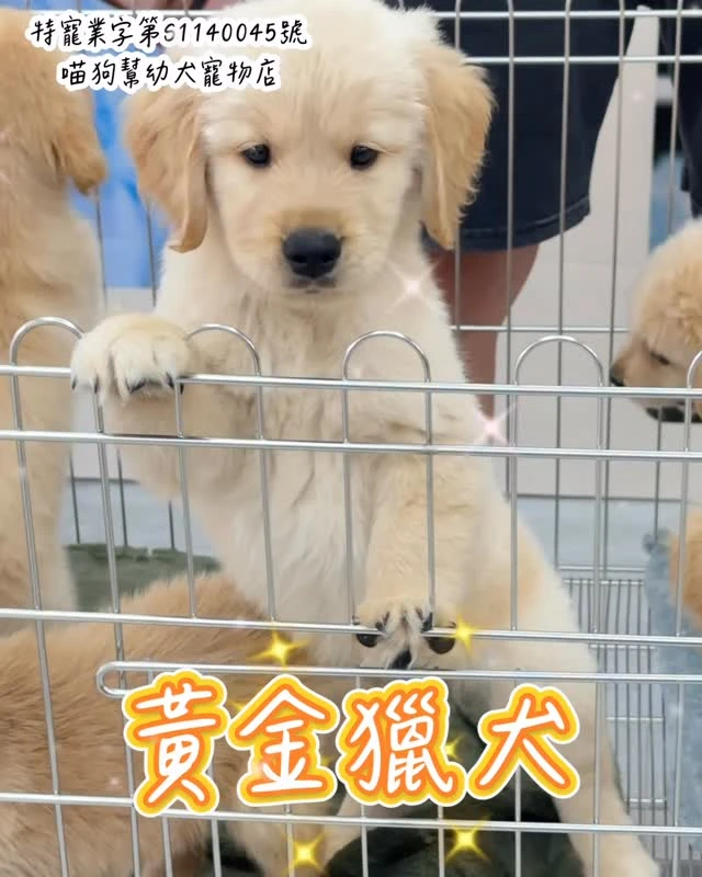黃金獵犬幼犬