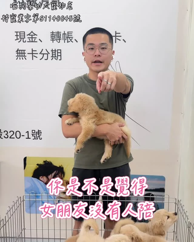 黃金獵犬幼犬