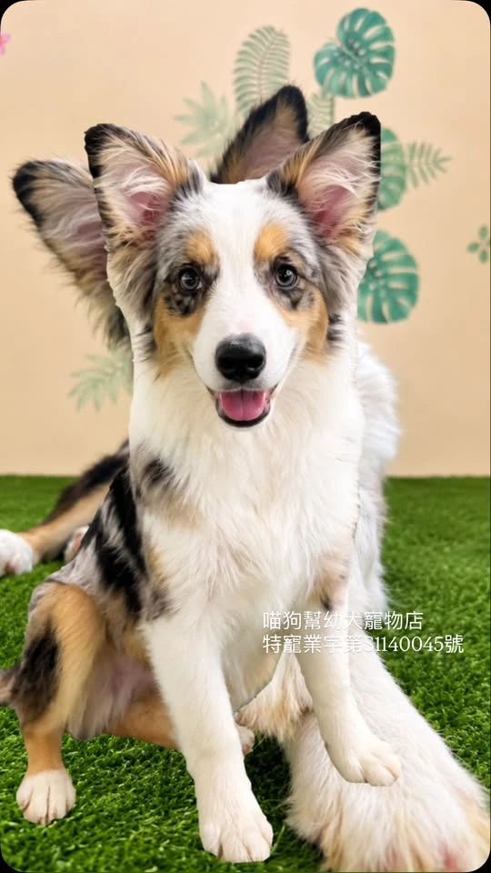 三花隕石邊境牧羊犬