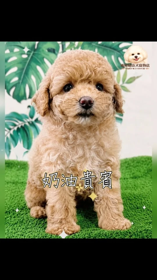 奶油貴賓