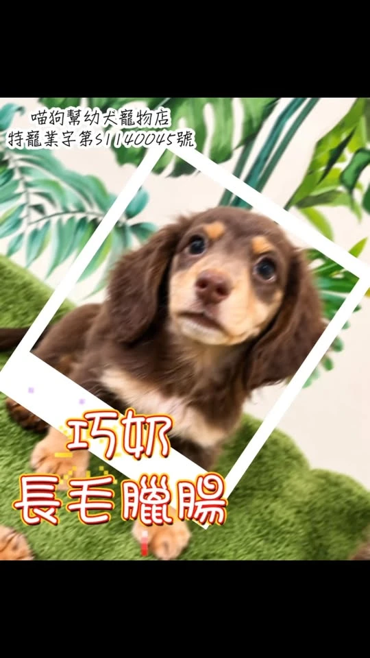 一眼心動，餘生相伴/巧奶長毛臘腸