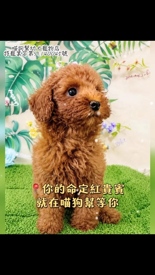 有些可愛，真的沒有抵抗力