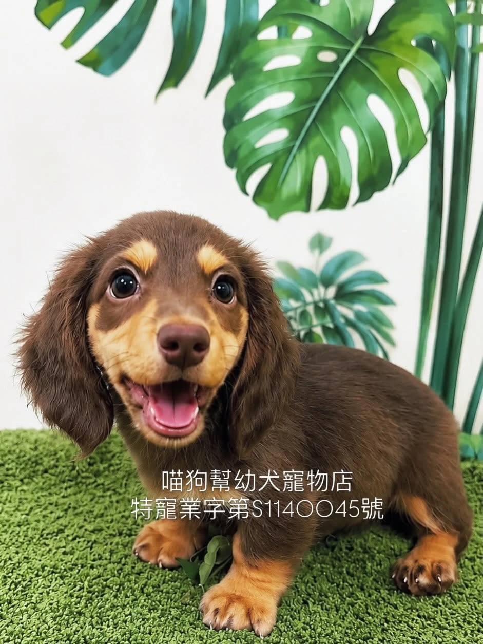 巧奶長毛臘腸