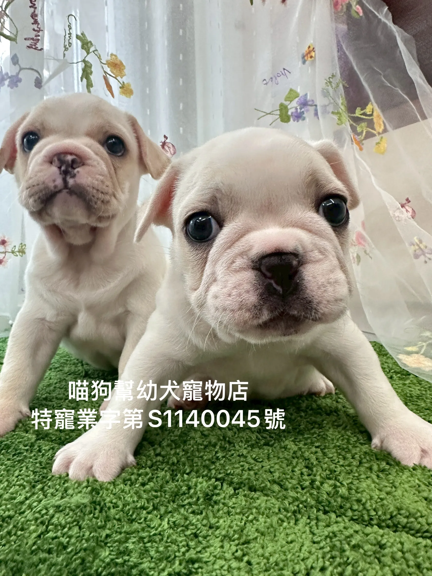 奶油法國鬥牛犬