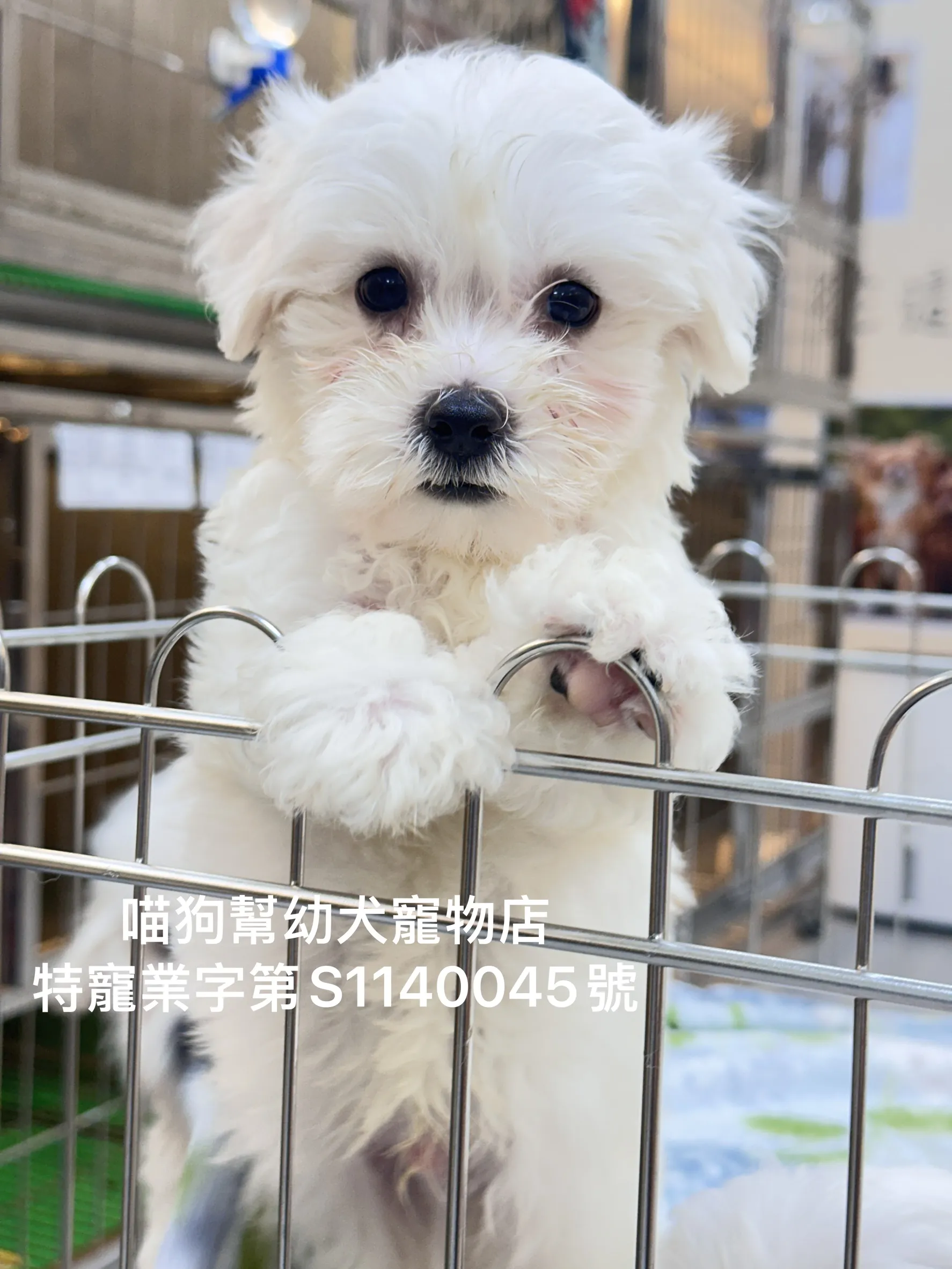 棉花糖比熊犬