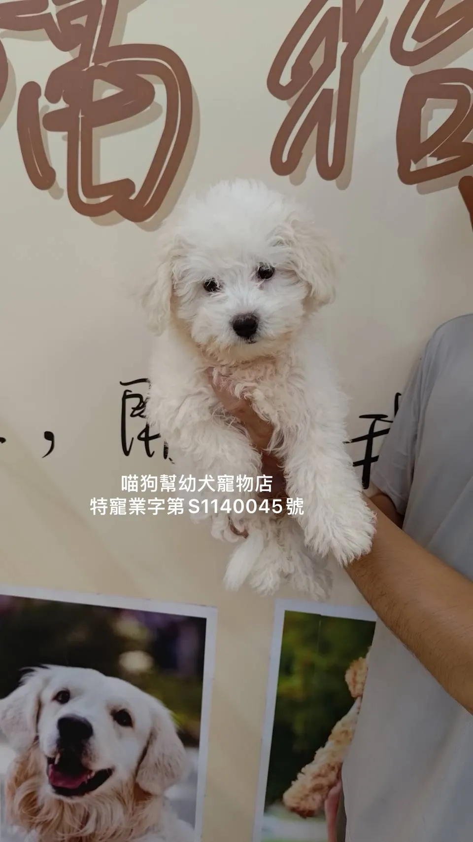 棉花糖比熊犬